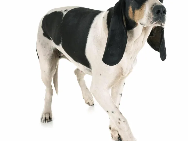 Schweizer Laufhund — plemeno psa