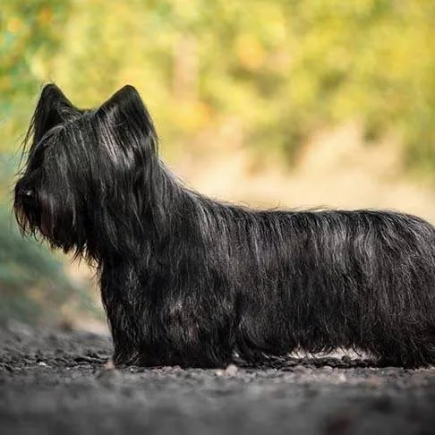 Skye Terrier — plemeno psa