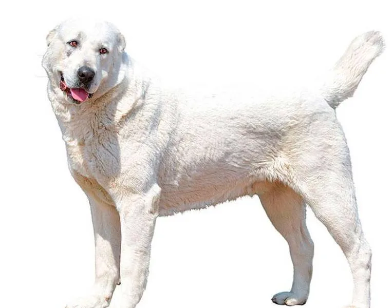 Central Asian Shepherd — plemeno psa