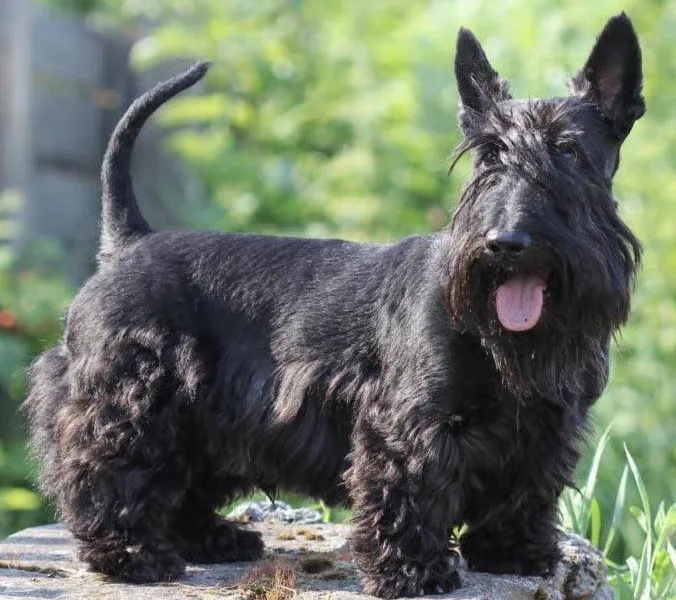 Scottish Terrier — plemeno psa