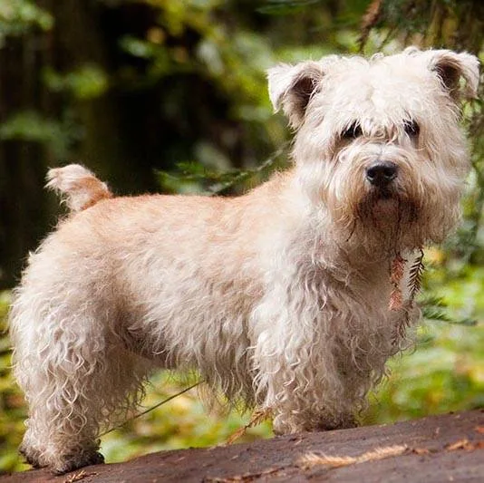 Glen of Imaal Terrier — dog breed