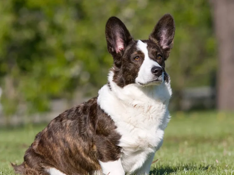 Welsh Corgi Cardigan — plemeno psa