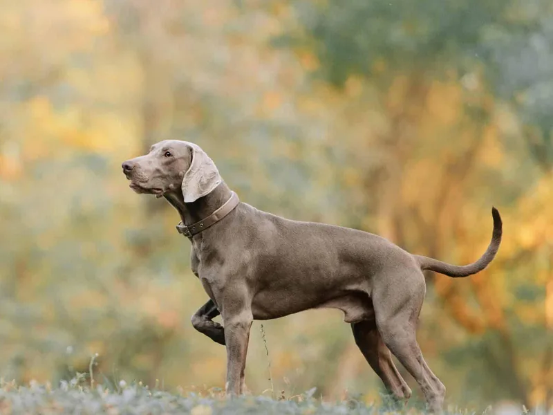 Fotka plemena Weimaranský stavač