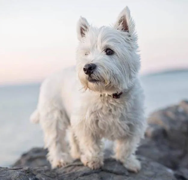 West Highland White Terrier — plemeno psa