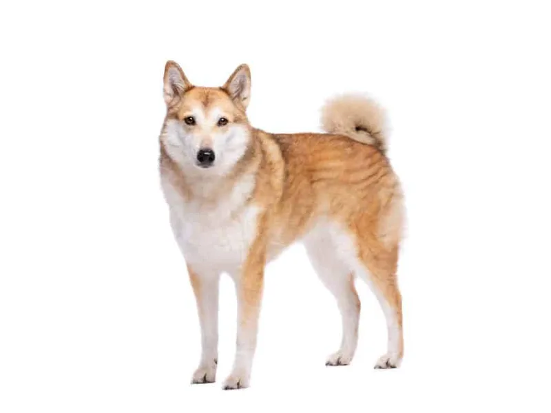 West Siberian Laika — plemeno psa