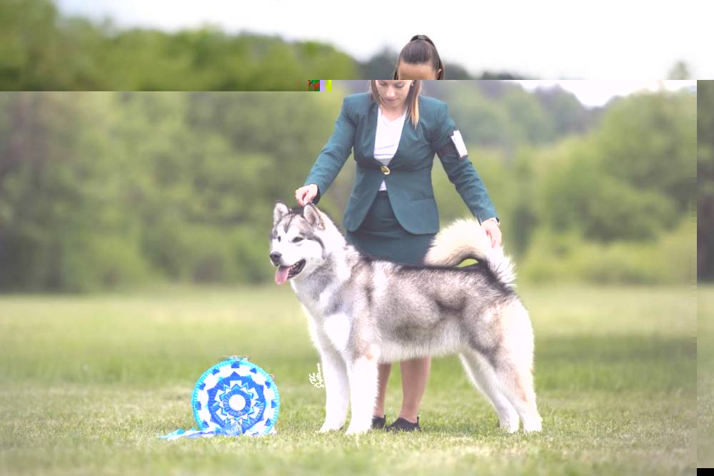 Bellissima Cane — fotka č. 3